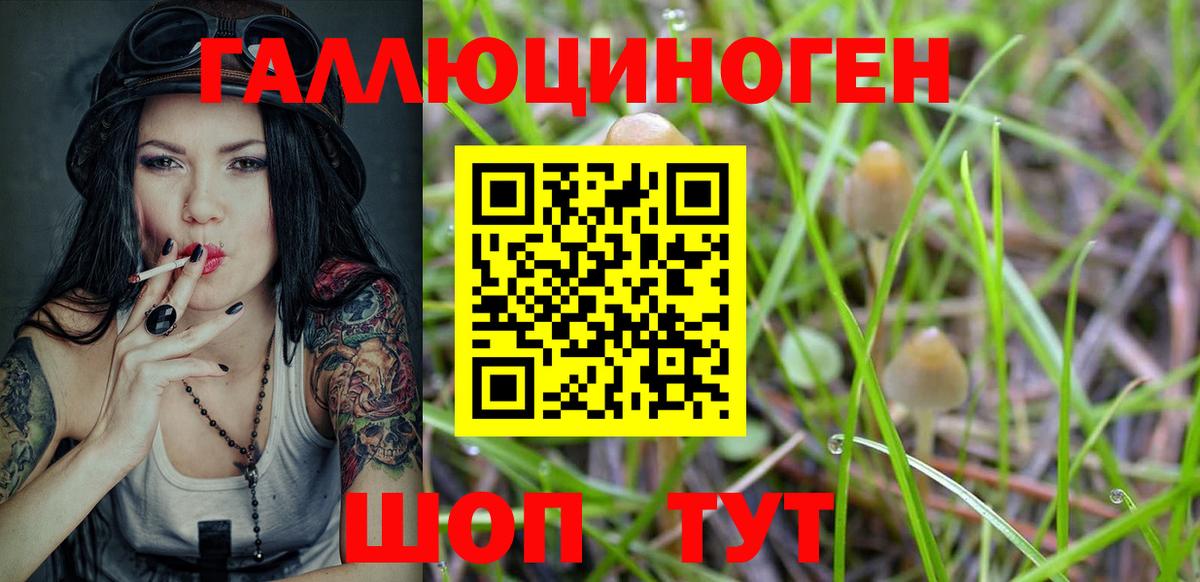 Псилоцибиновые грибы Psilocybine cubensis Сосновоборск